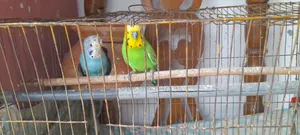 1 Running Pair of Budgies