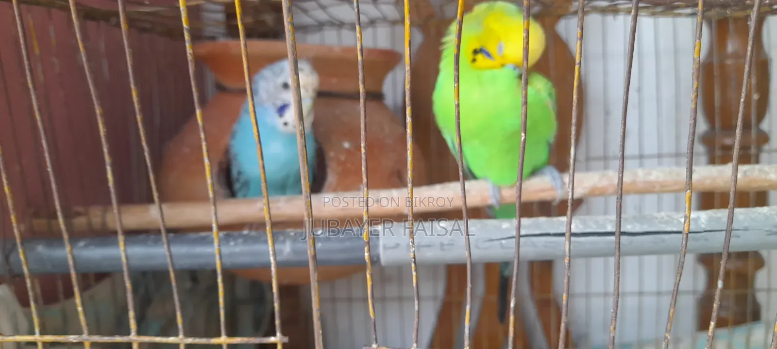 1 Running Pair of Budgies