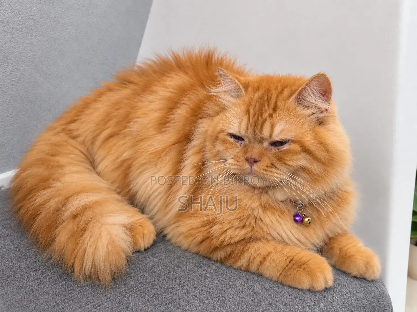 6-12 Months Male Purebred Persian