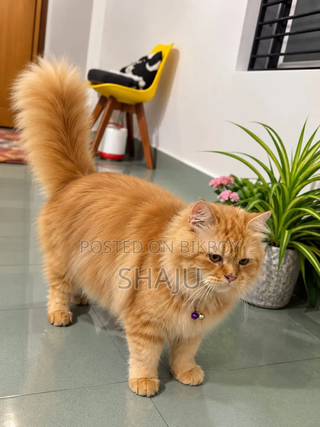 6-12 Months Male Purebred Persian