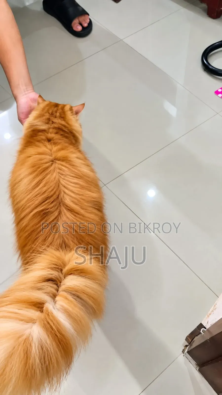 6-12 Months Male Purebred Persian