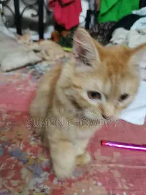 ১-৩ মাস বয়সী ফিমেল পিওরব্রেড পার্সিয়ান