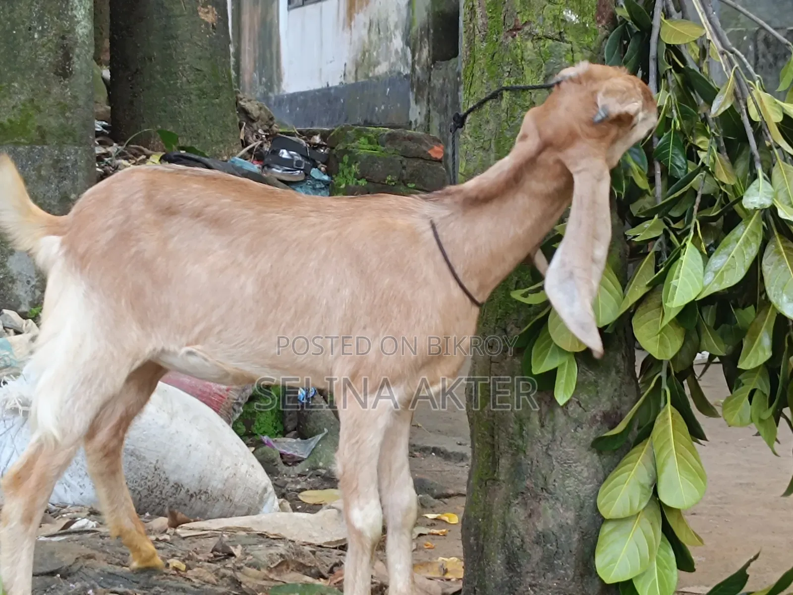 Hariyana Goat Kid for Sale