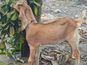 Hariyana Goat Kid for Sale