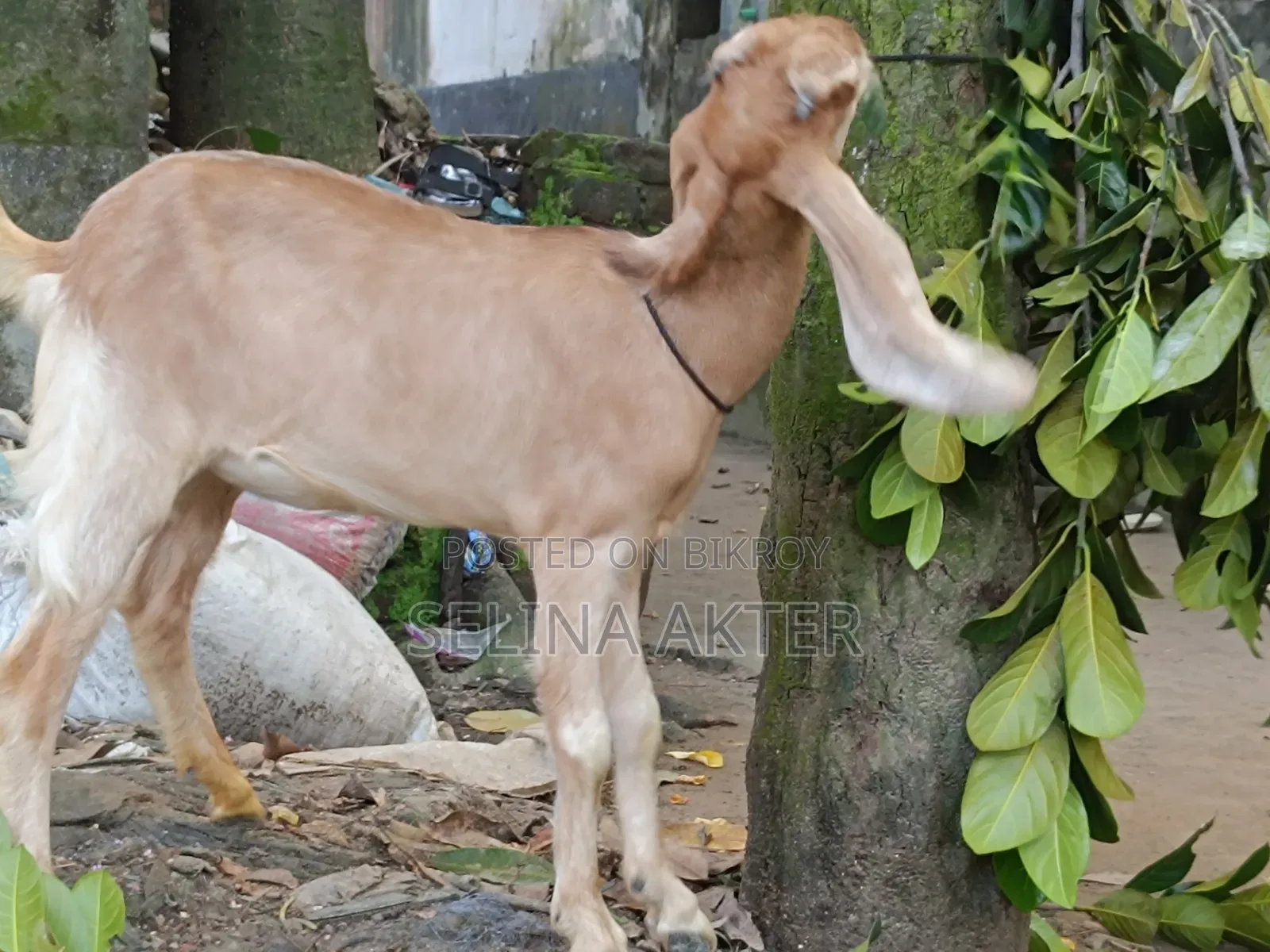 Hariyana Goat Kid for Sale