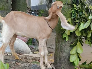 Hariyana Goat Kid for Sale
