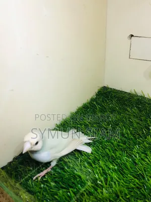 গোল্ডিয়ান ফিঞ্চ