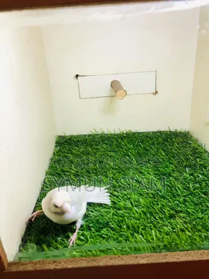 গোল্ডিয়ান ফিঞ্চ