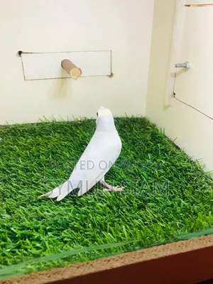 গোল্ডিয়ান ফিঞ্চ