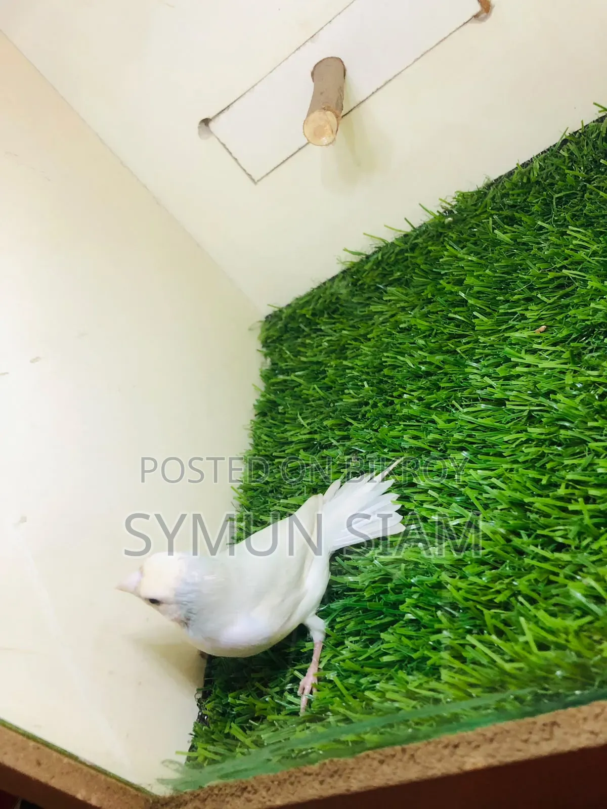 গোল্ডিয়ান ফিঞ্চ