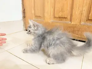 ১-৩ মাস বয়সী নারী খাঁটি পার্সিয়ান