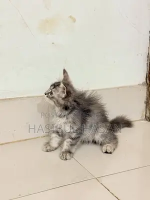 ১-৩ মাস বয়সী নারী খাঁটি পার্সিয়ান