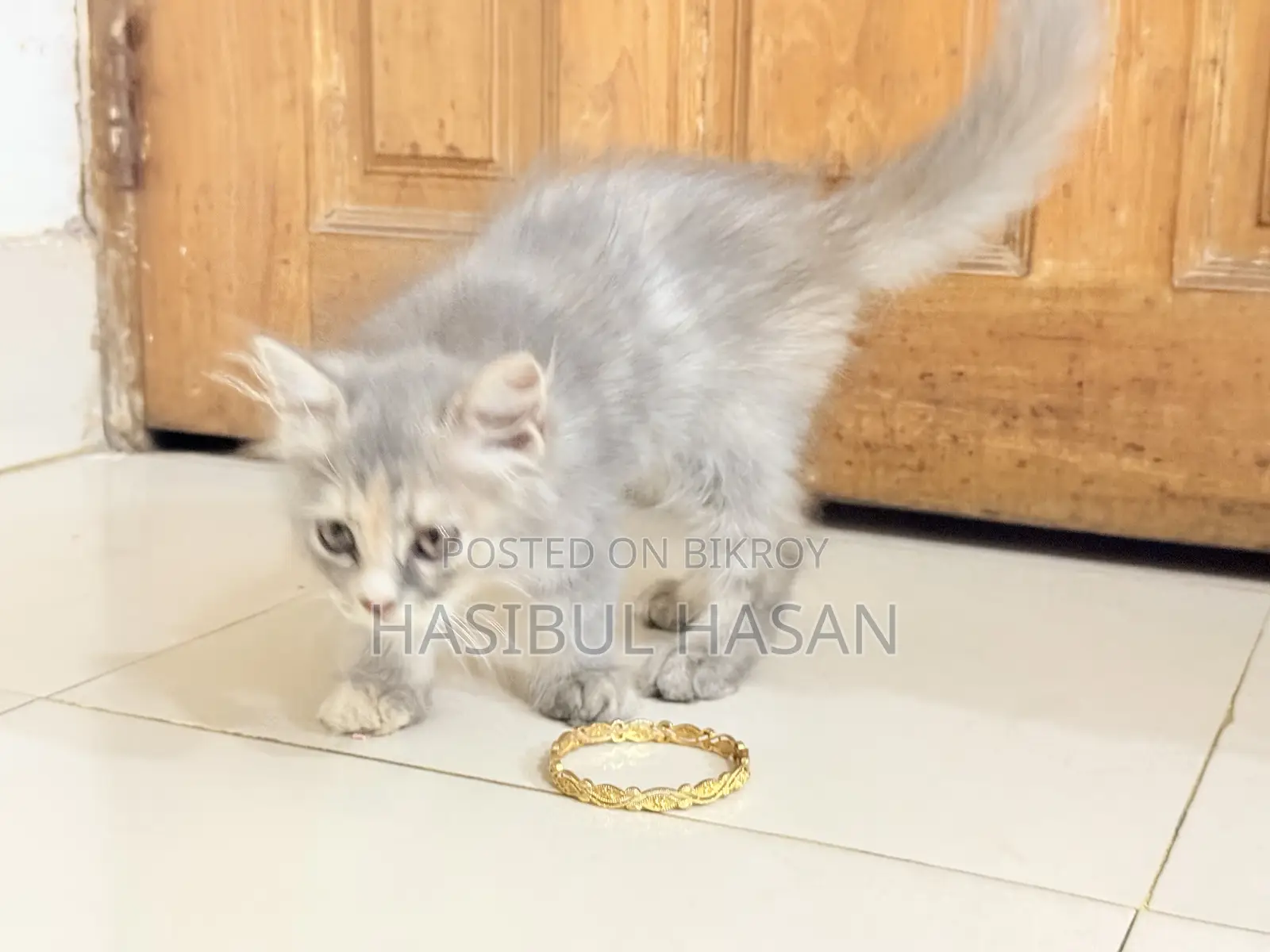 ১-৩ মাস বয়সী স্ত্রী খাঁটি পার্সিয়ান