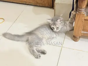 ১-৩ মাস বয়সী স্ত্রী খাঁটি পার্সিয়ান