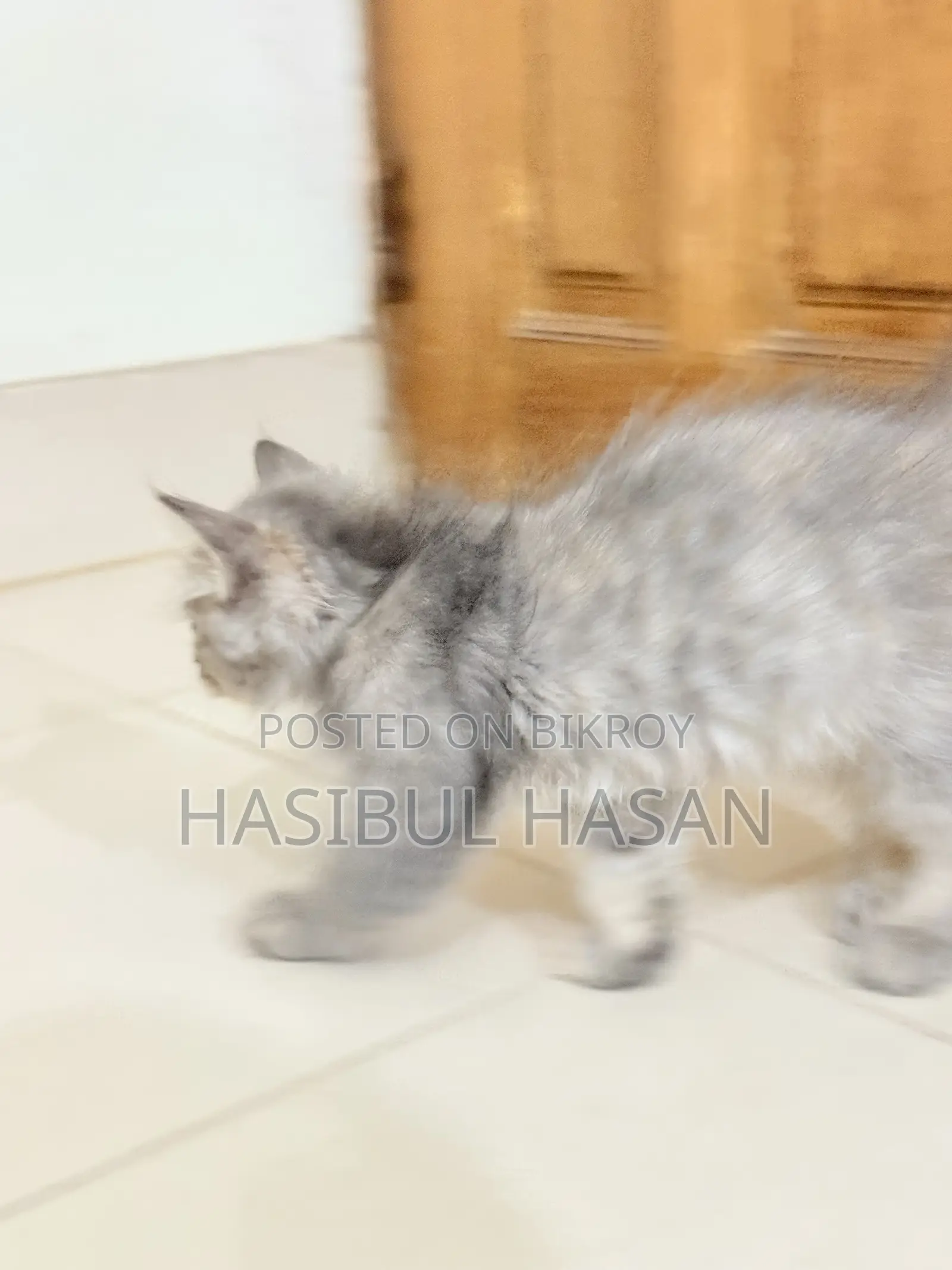 ১-৩ মাস বয়সী স্ত্রী খাঁটি পার্সিয়ান