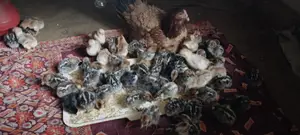 সুস্থ কোয়েল পাখি এবং দেশি হাঁস-মুরগি বিক্রি