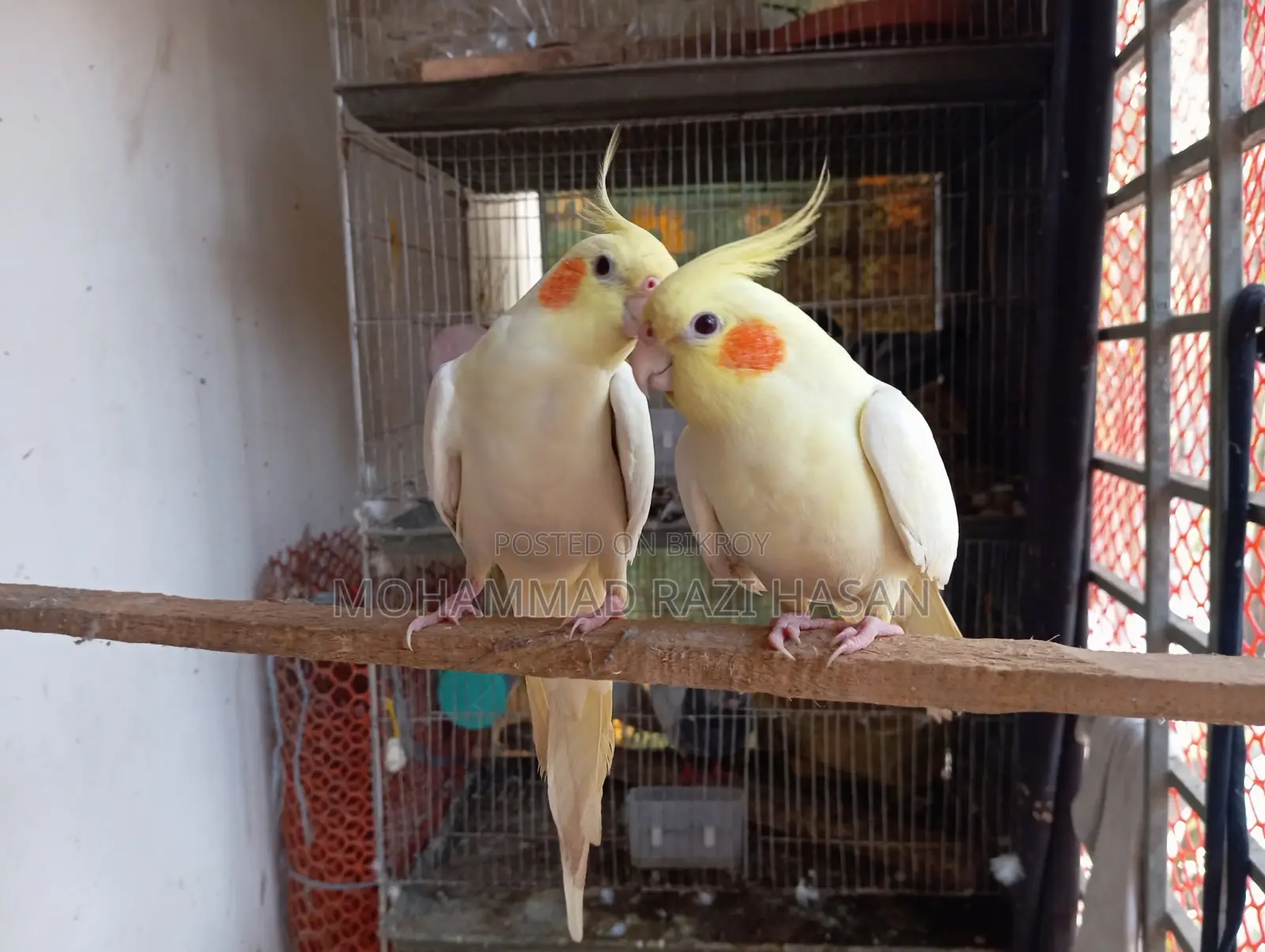 Cockatiel Master Pair