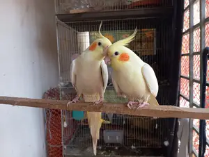 Cockatiel Master Pair