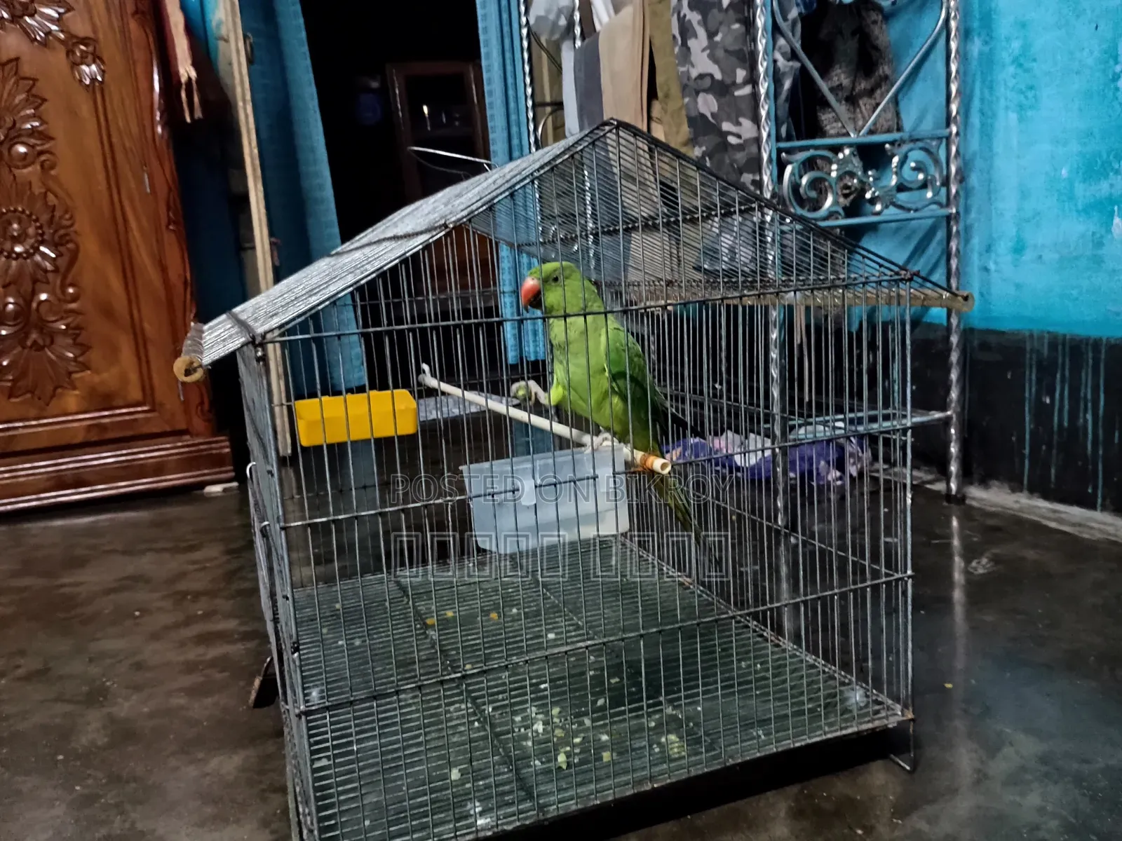 Parrot with Cage
