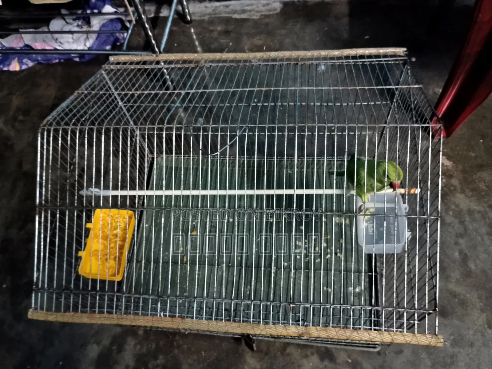 Parrot with Cage