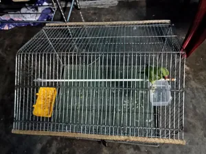 Parrot with Cage