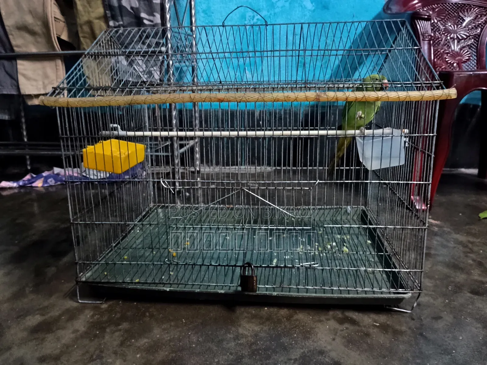 Parrot with Cage