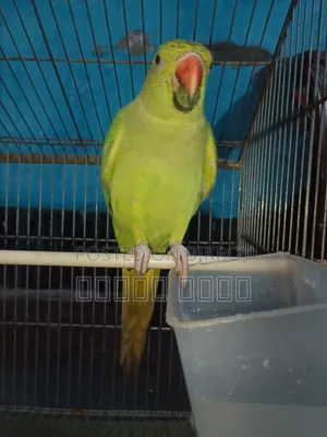 Parrot with Cage