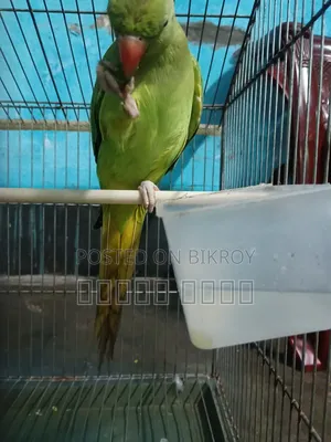 Parrot with Cage