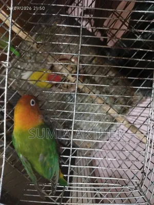 Love Bird Opline