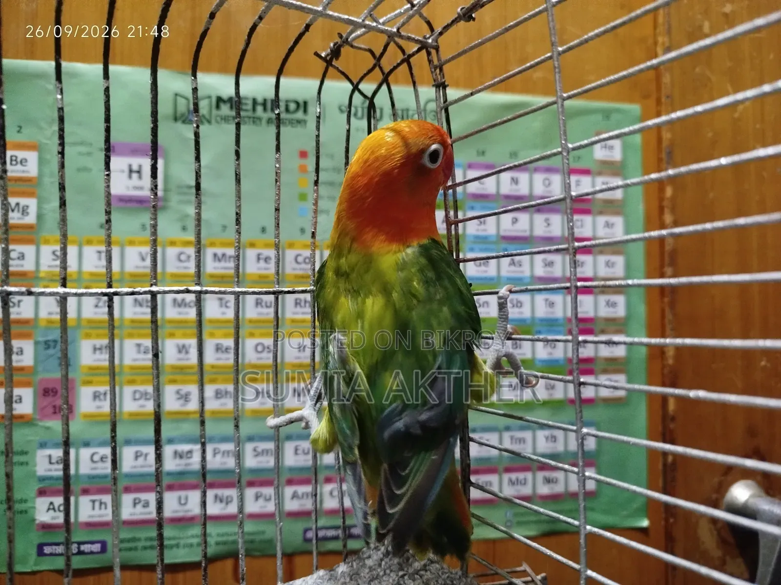 Love Bird Opline
