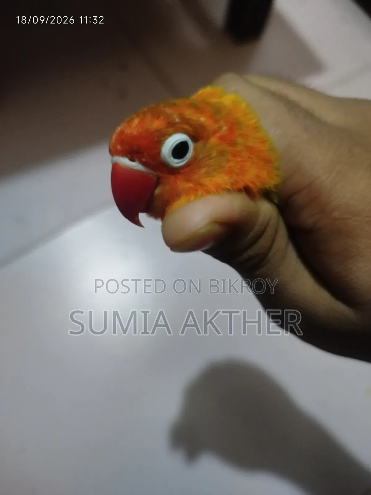 Love Bird Opline