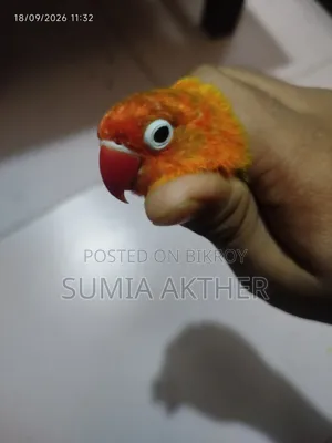 Love Bird Opline