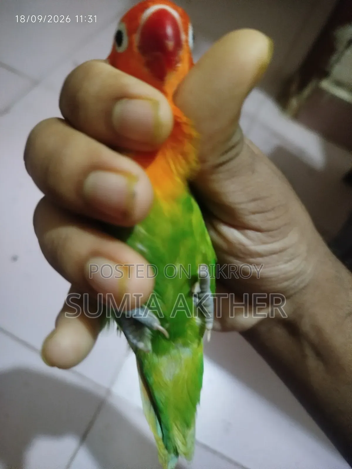 Love Bird Opline
