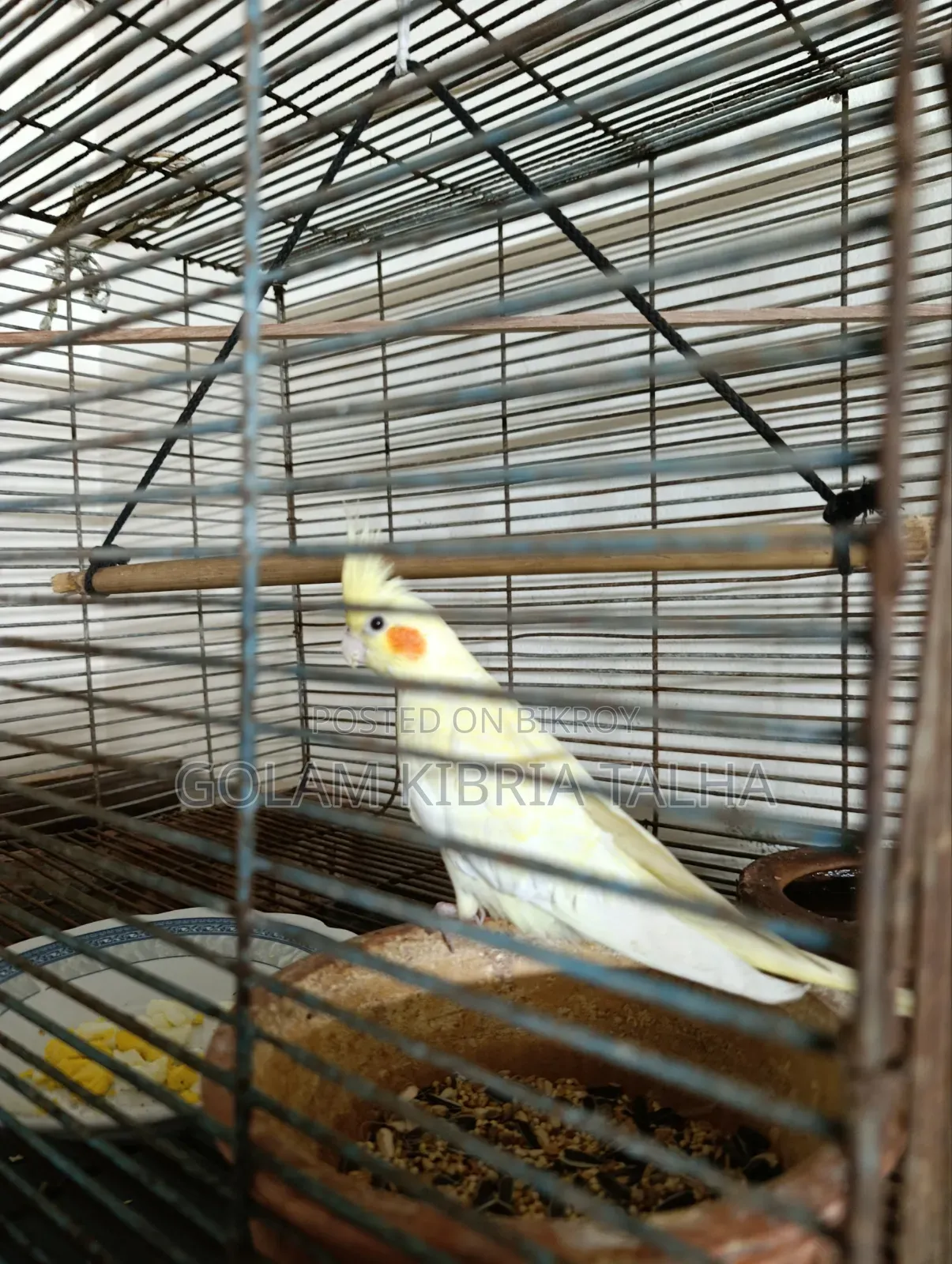 Cockatiel Bird. 20 Months Age