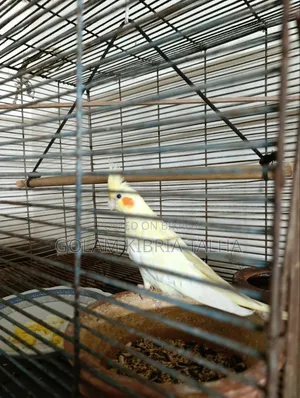 Cockatiel Bird. 20 Months Age