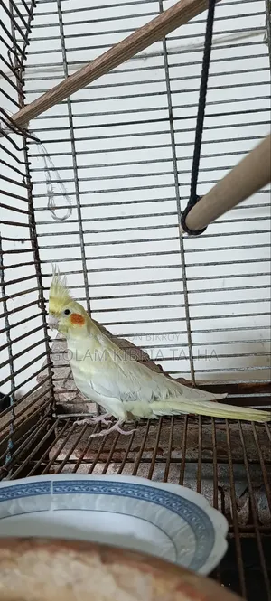 Cockatiel Bird. 20 Months Age