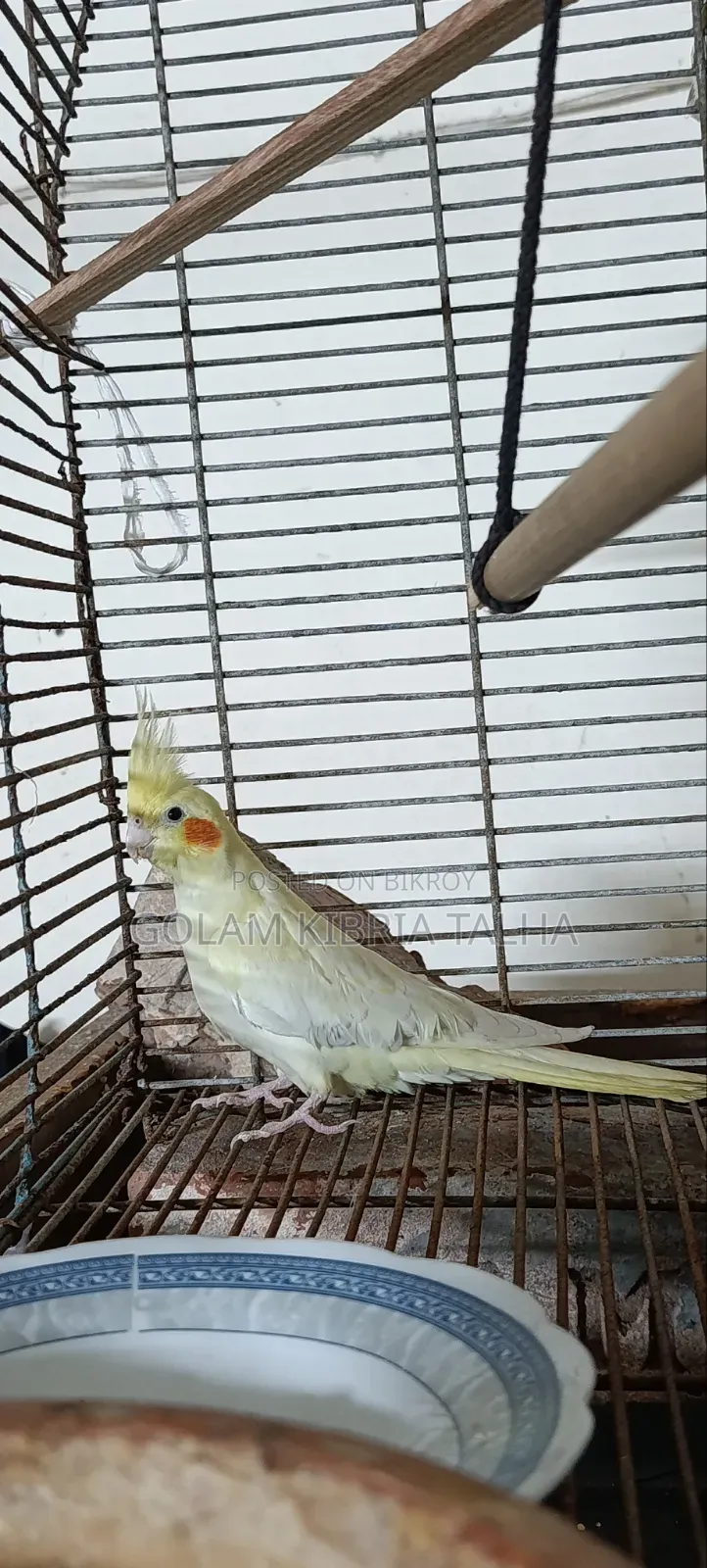 Cockatiel Bird. 20 Months Age