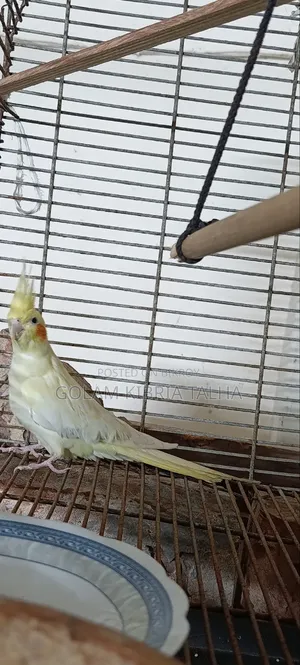 Cockatiel Bird. 20 Months Age
