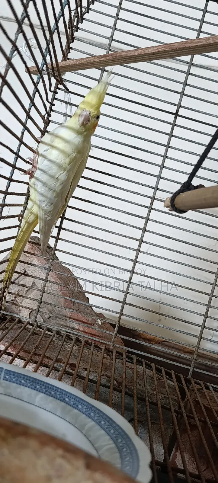 Cockatiel Bird. 20 Months Age