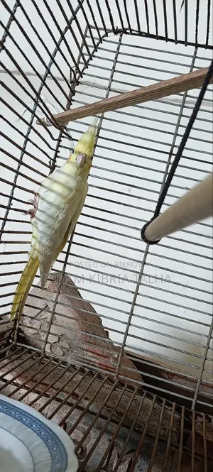 Cockatiel Bird. 20 Months Age