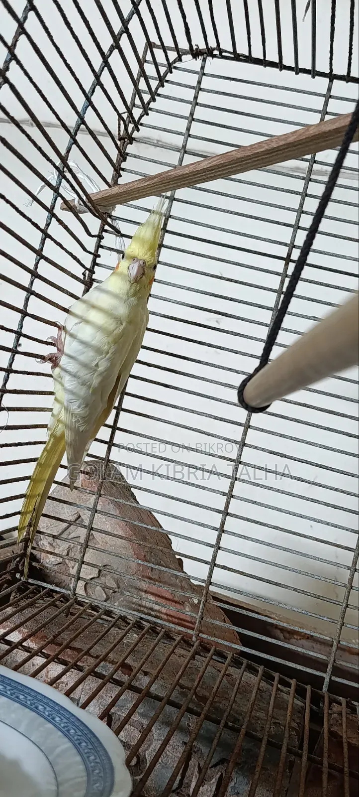 Cockatiel Bird. 20 Months Age