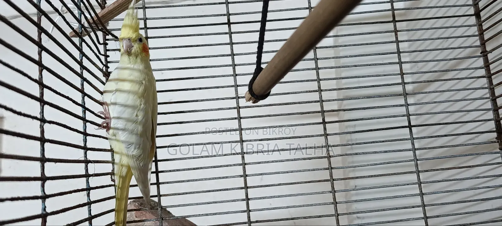 Cockatiel Bird. 20 Months Age