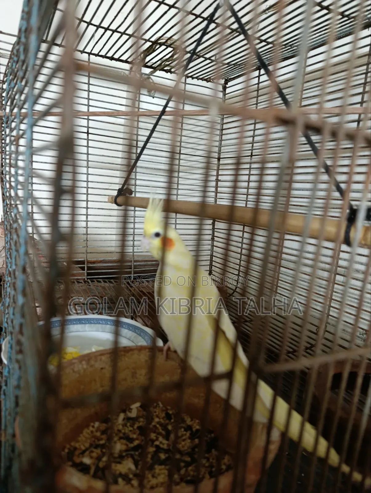 Cockatiel Bird. 20 Months Age