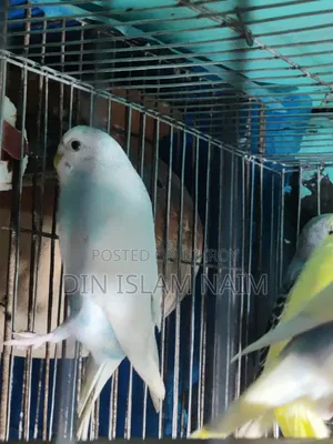 Adult Female Budgerigar