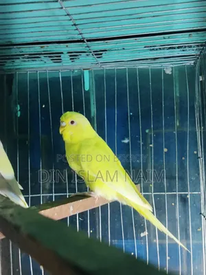 Adult Female Budgerigar