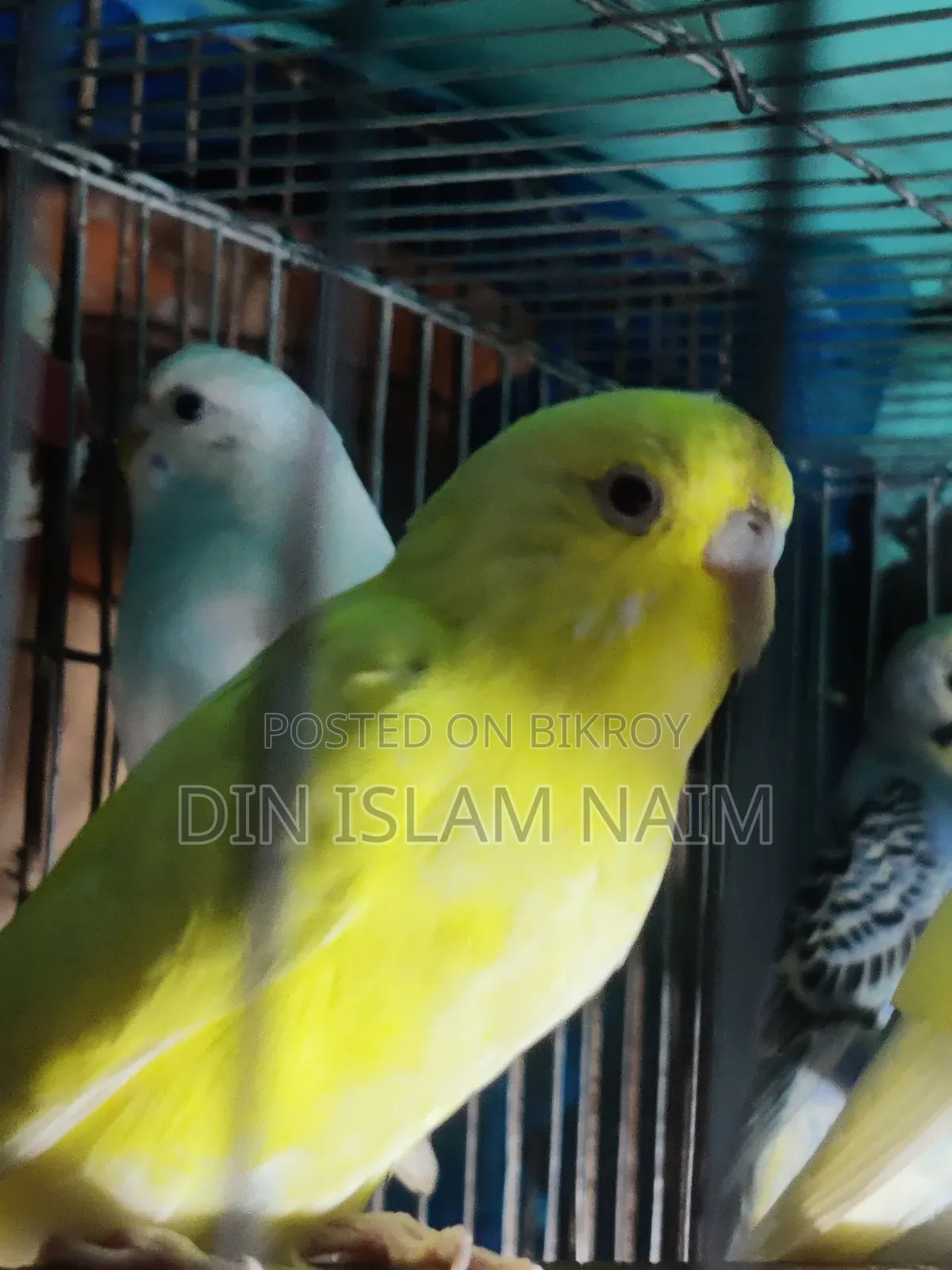 Adult Female Budgerigar