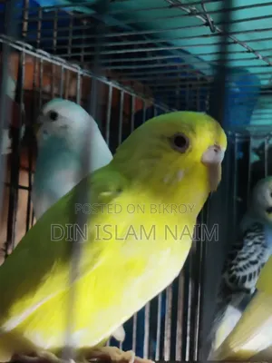 Adult Female Budgerigar