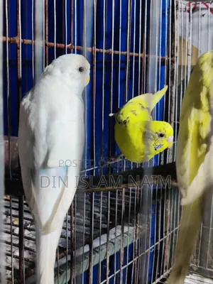 Adult Female Budgerigar