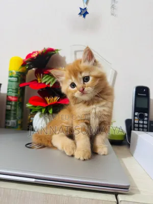 1-3 months Female Purebred Persian