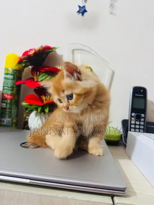 1-3 months Female Purebred Persian